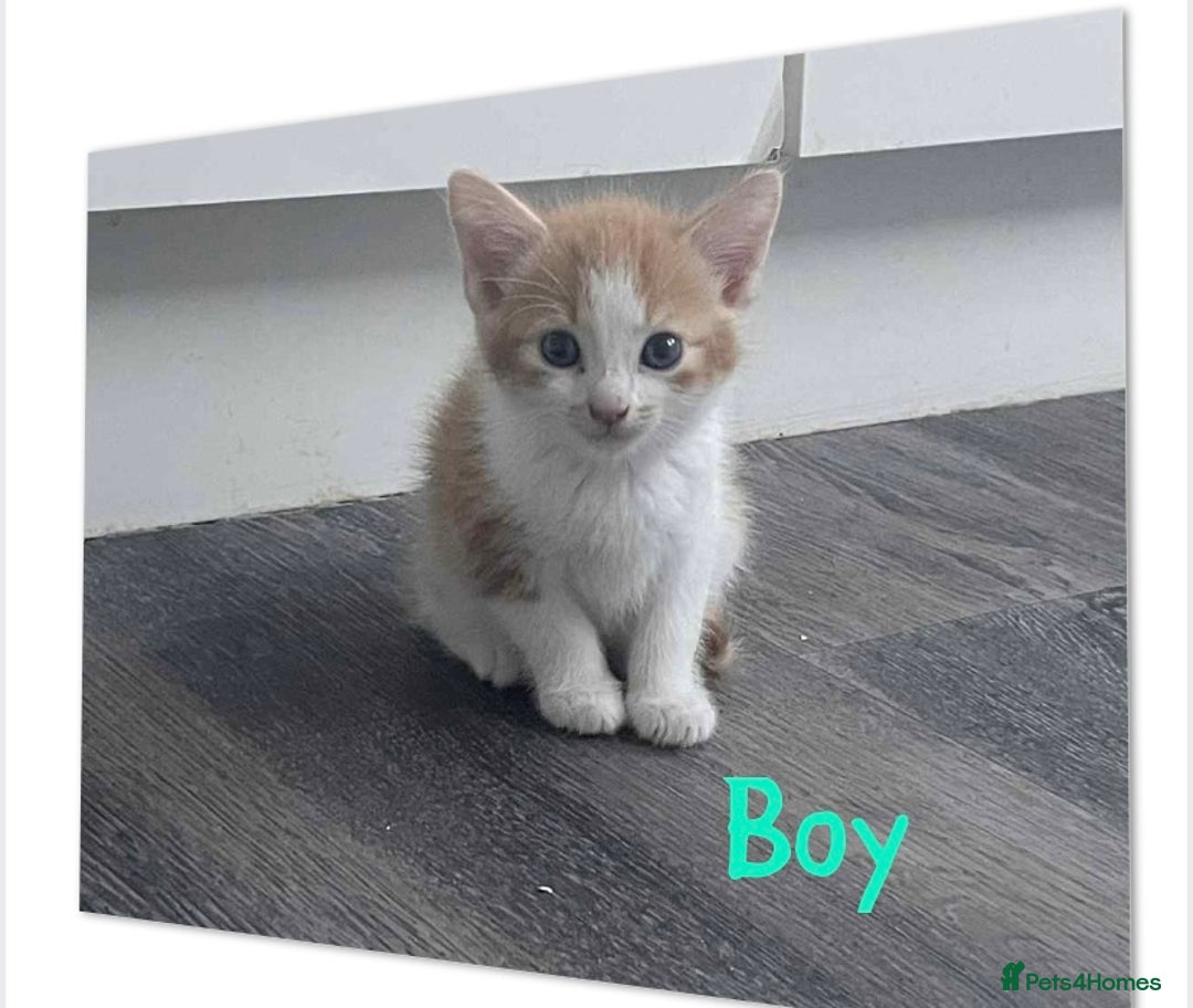Mixed Breed cats for sale: Beautiful mixed breed ready to leave now x  - Image 4