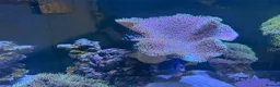 Other/Mixed Breed fish for sale:  Marine Tank Shutdown – Full Livestock Package  in London - Advert 9