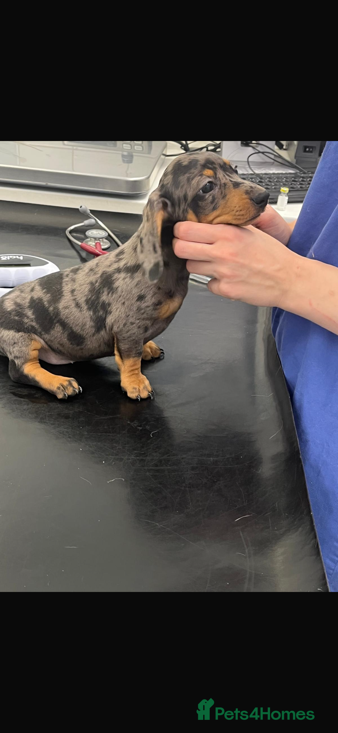Miniature Dachshund dogs for sale: Miniature Daschund KC. PRA-OI-CRD-PRA-NCL - Image 39