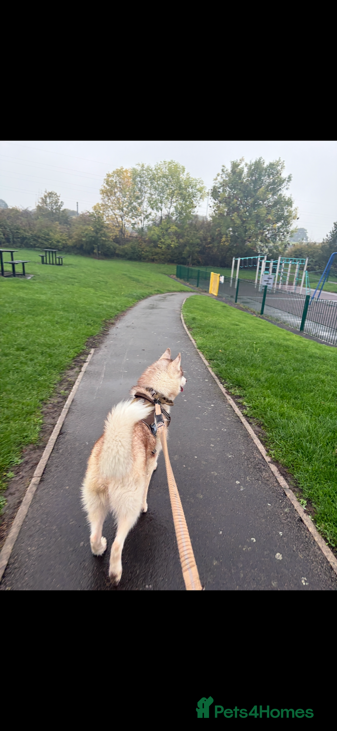 Siberian Husky dogs for stud: 🌟 KC Registered Siberian Husky Available for Stud - Advert 4