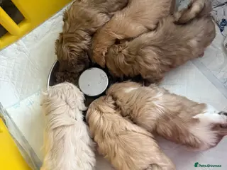 Shih Tzu dogs Imperial shin Tzu ready for new homes - Advert 12