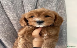 Goldendoodle dogs for sale: Multigenerational Puppies Licensed and Tested - Image 10
