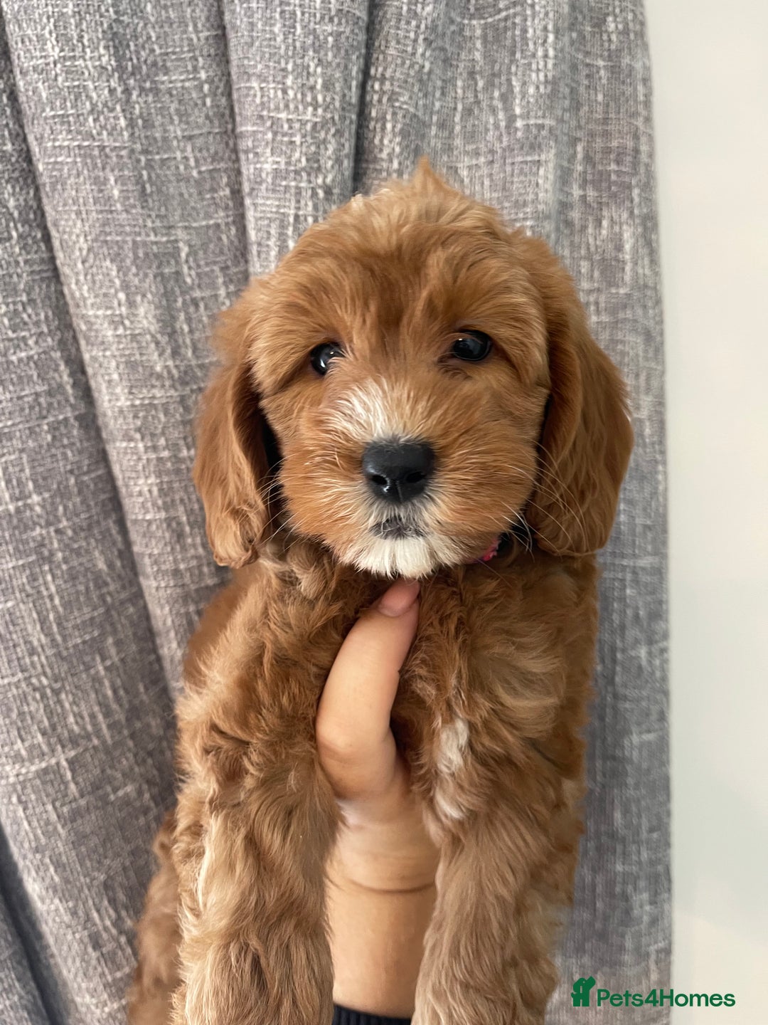 Goldendoodle dogs for sale: Multigenerational Puppies Licensed and Tested - Image 10