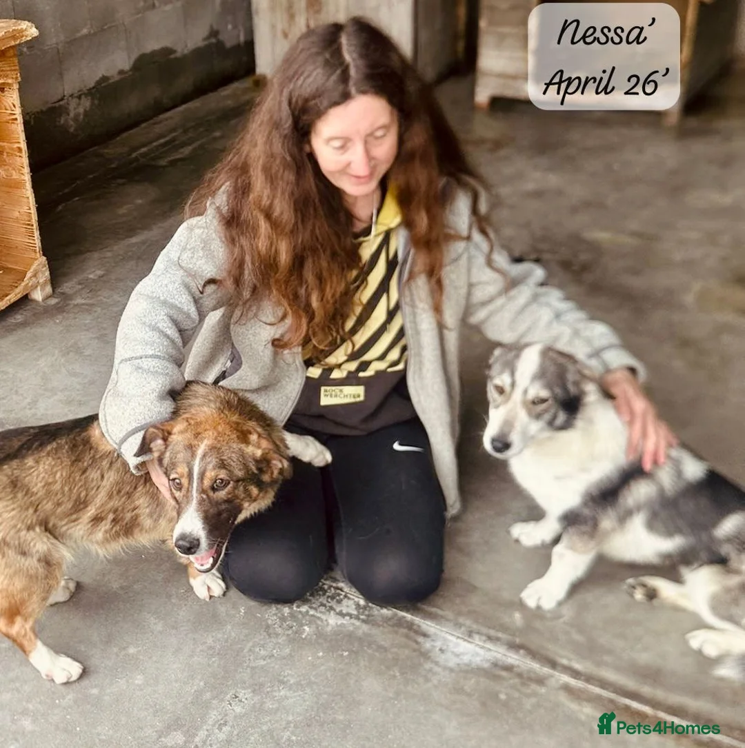 Mixed Breed dogs for adoption: 20 month old Nessa- AVAILABLE FOR ADOPTION in Brixham - Advert 2