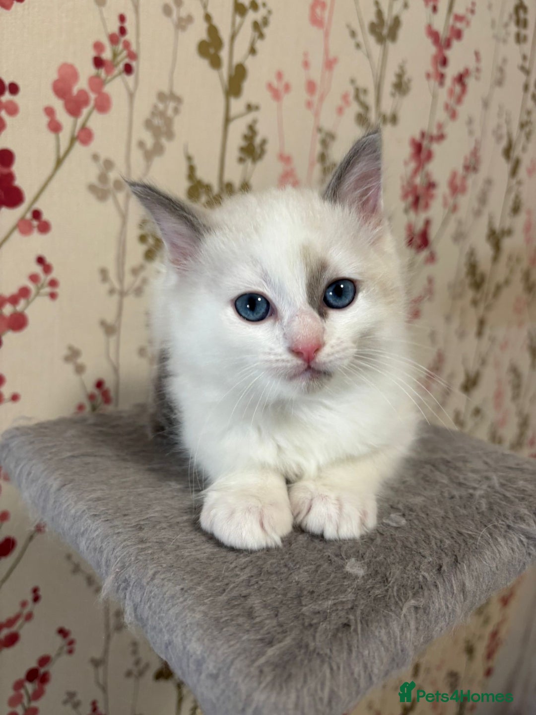Ragdoll cats for sale: RAGDOLL BLUEPOINT/BICOLOR FOR SALE!!! - Image 10