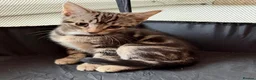 Mixed Breed cats for sale: Tabby kittens available  - Advert 8