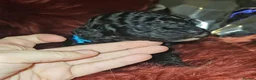 Miniature Poodle dogs for sale: Kc miniature poodles  - Advert 16