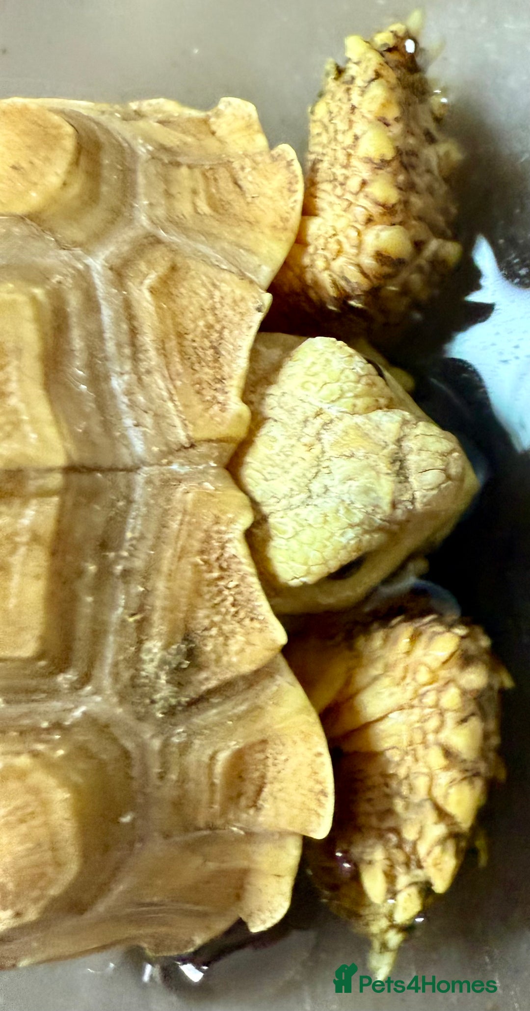 Tortoise reptiles for sale: Ivory Sulcarta  in Sutton - Image 5