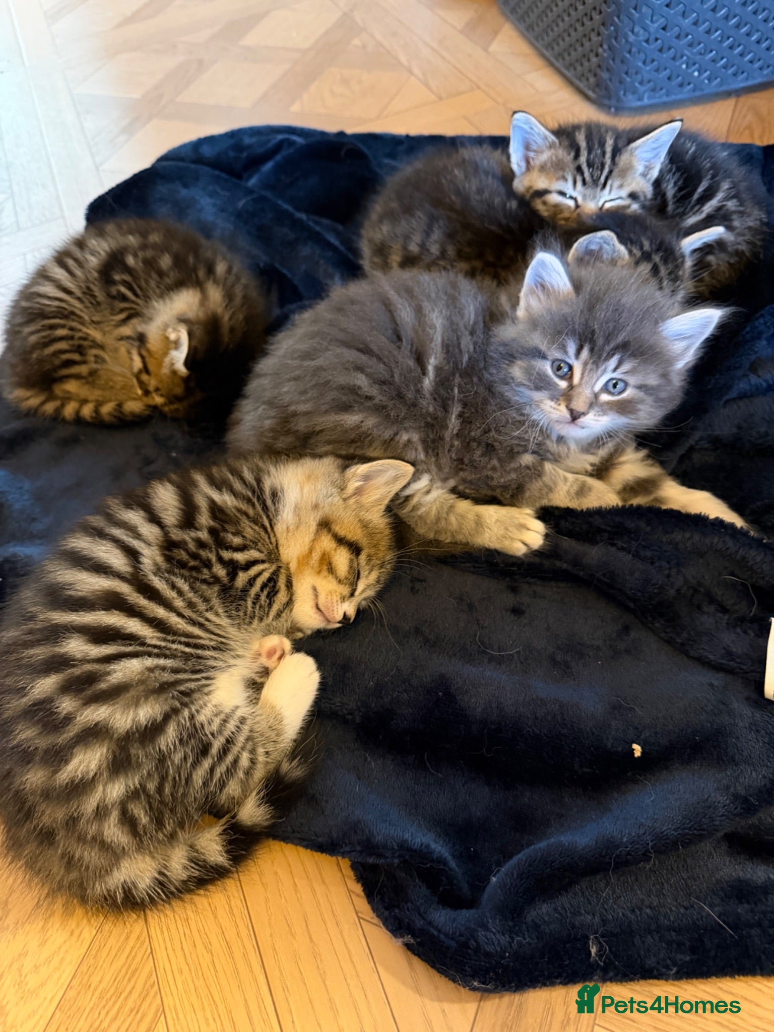 Mixed Breed cats Kittens Ready Now - Advert 1