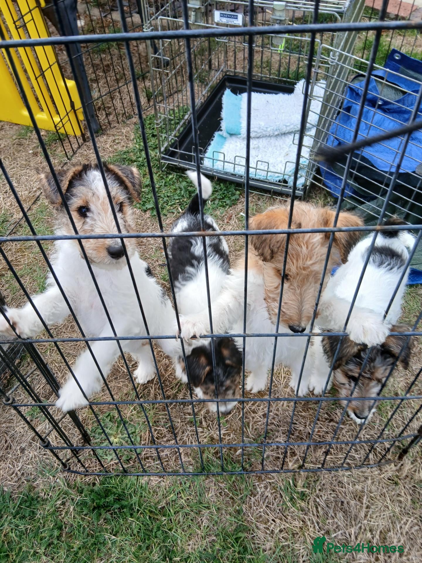 Fox Terrier dogs Wire haired fox terrier pups based in Kent - Advert 9