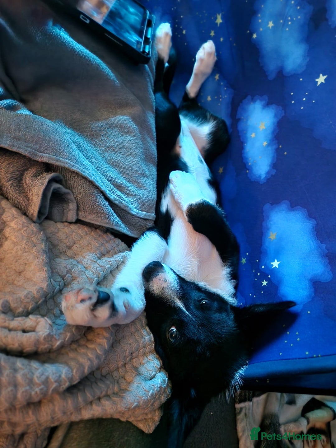 Border Collie dogs for sale: Broxi the border collie - Image 1