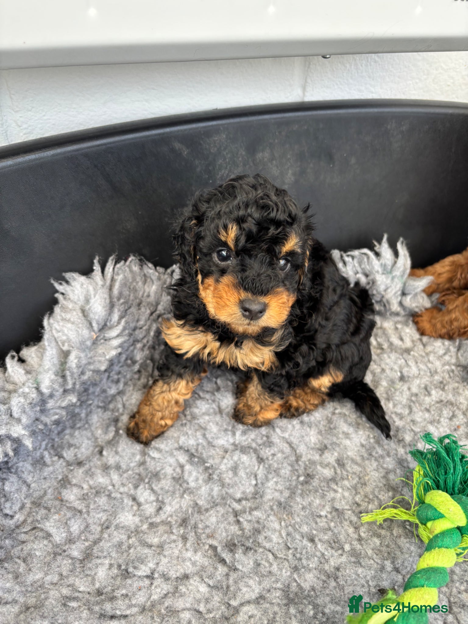 Cockapoo dogs Stunning F1 Cockapoos - Advert 13