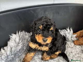 Cockapoo dogs Stunning F1 Cockapoos - Advert 13