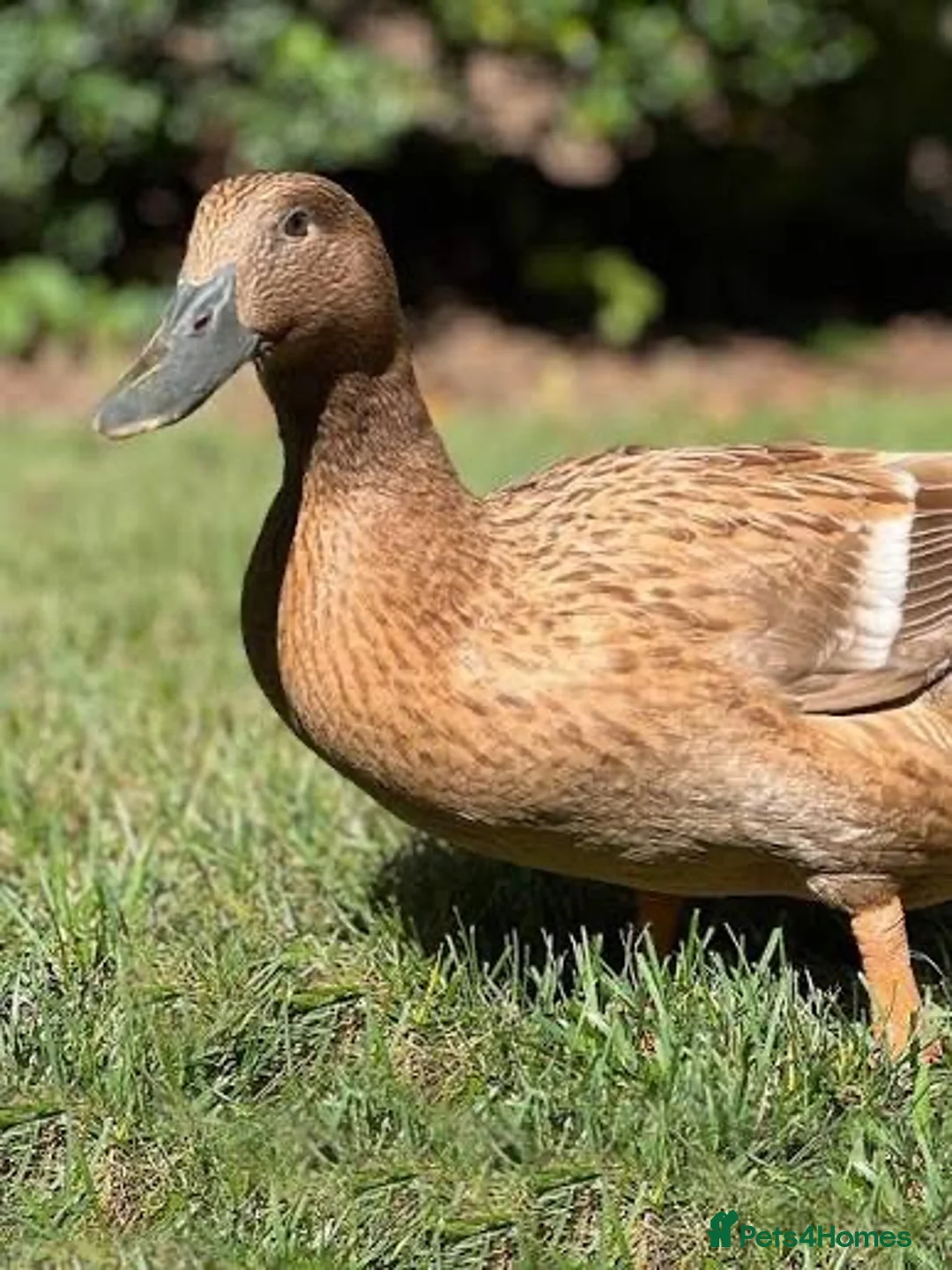 Ducks poultry for sale: Khaki Campbell Ducks in Gateshead - Advert 1