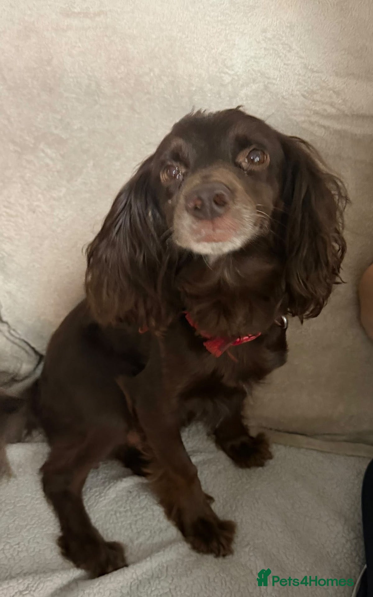Sprocker dogs Beautiful sprocker pups for sale  - Advert 1