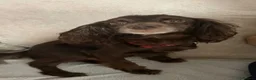Sprocker dogs for sale: Beautiful sprocker pups for sale  - Advert 1