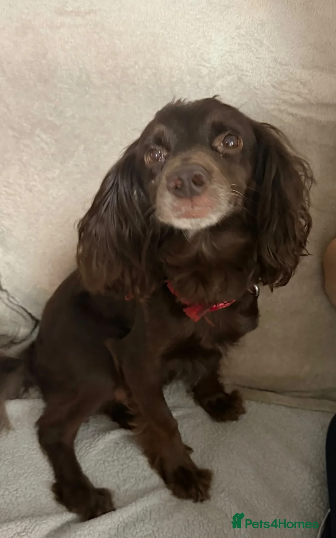 Sprocker dogs for sale: Beautiful sprocker pups for sale  - Advert 1
