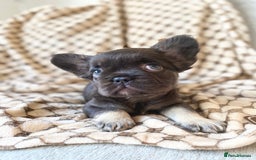 French Bulldog dogs for sale: Beautiful litter off French bulldog puppies  - Image 25