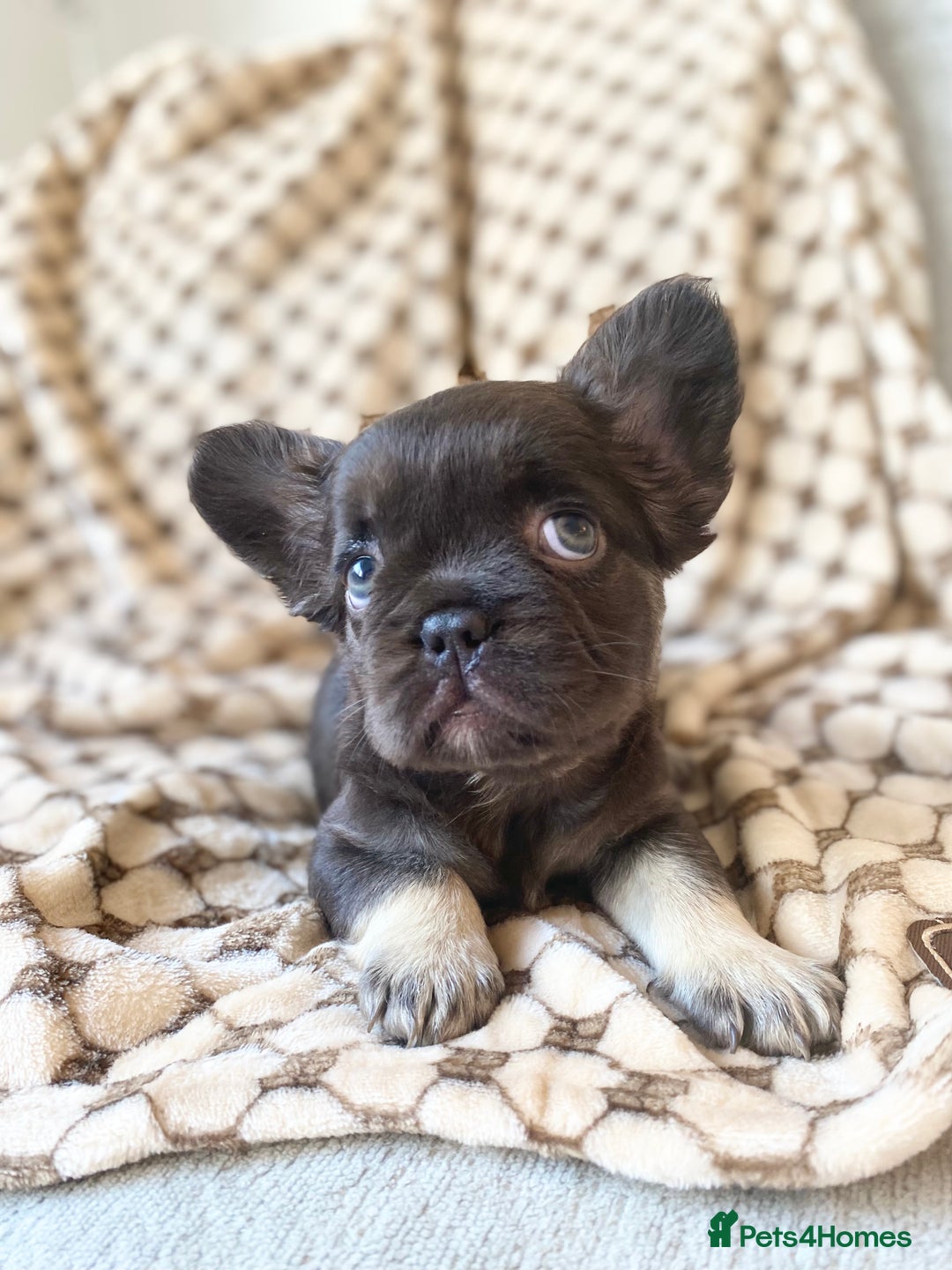 French Bulldog dogs for sale: Beautiful litter off French bulldog puppies  - Image 25