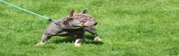 French Bulldog dogs for stud: Lilac and tan beautiful boy - Advert 2