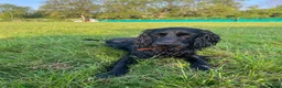 Sprocker dogs for sale: Lovely 8 month old Sprocker boy  in Redditch - Advert 1
