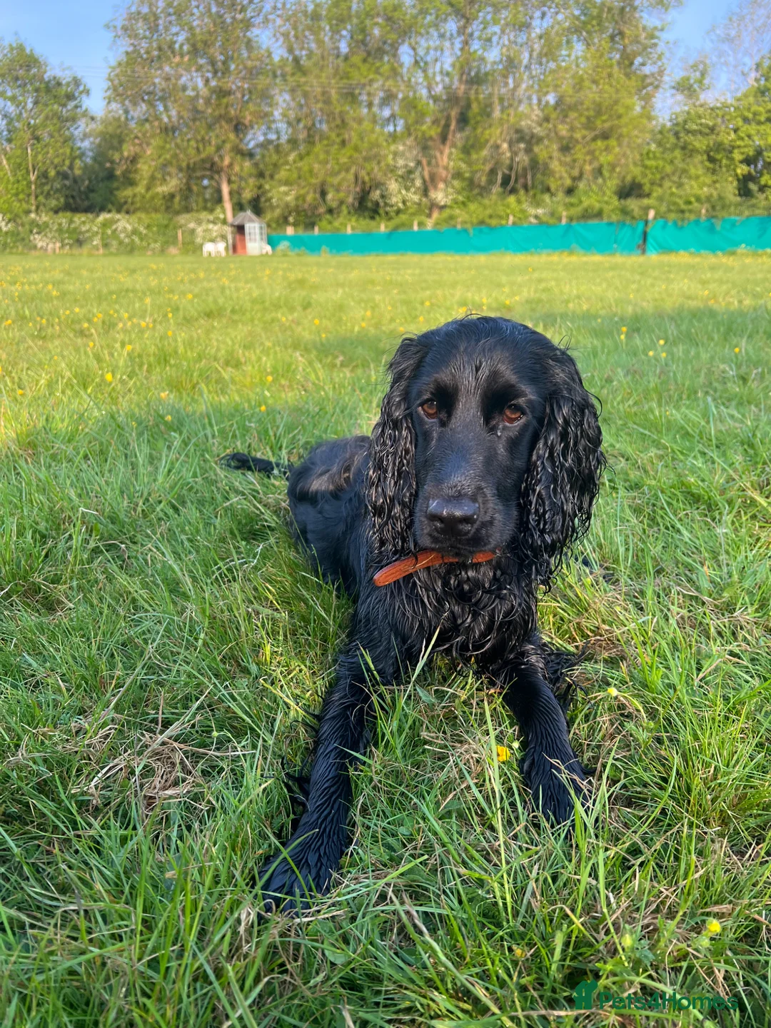Sprocker dogs for sale: Lovely 8 month old Sprocker boy  in Redditch - Advert 1