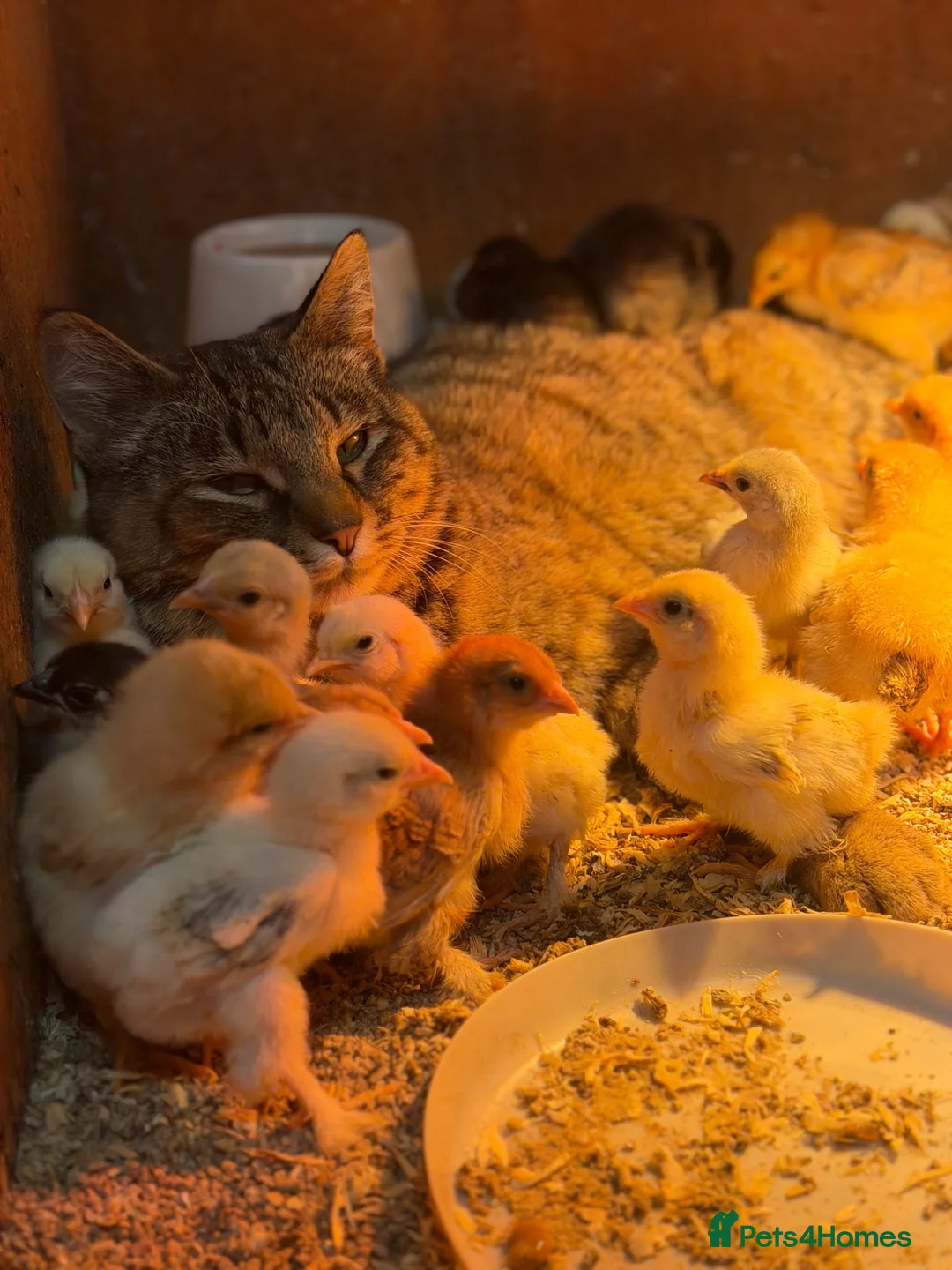 Chickens poultry for sale: Baby Chicks, Hatching eggs & Ducklings  - Advert 2