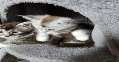 Maine Coon cats - Advert 3