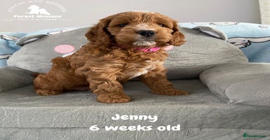 Cockapoo dogs Extensively Tested F1 Cockapoos - Advert 6