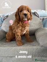 Cockapoo dogs Extensively Tested F1 Cockapoos - Advert 6