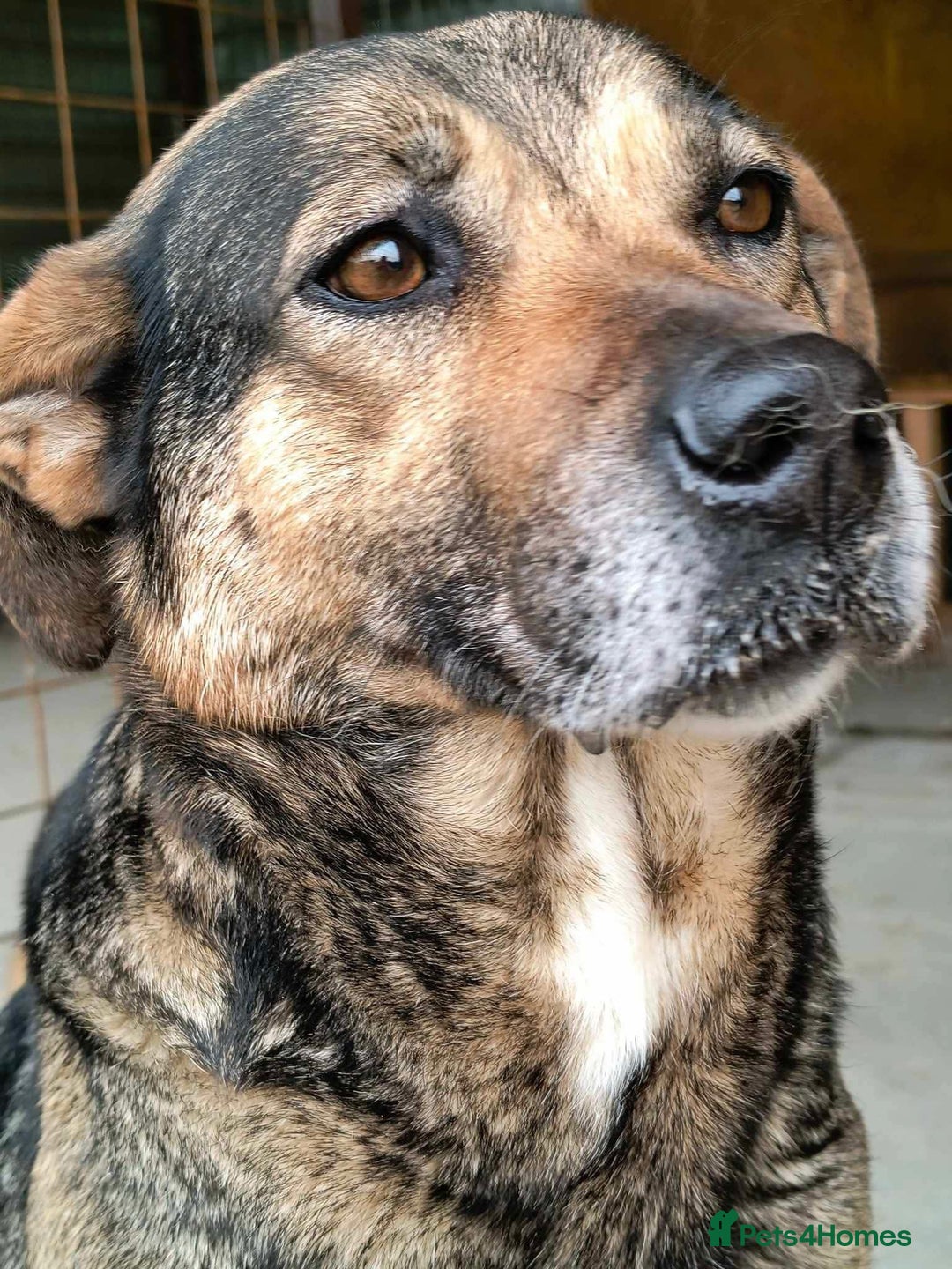 Mixed Breed dogs for adoption: Heart 💖  - Advert 3