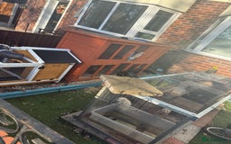 Ferret rodents for sale: 4 males with enclosure  - Image 3