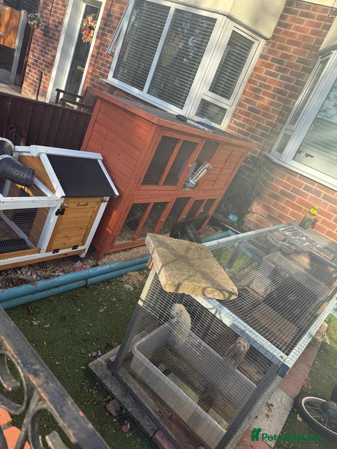 Ferret rodents for sale: 4 males with enclosure  - Image 3