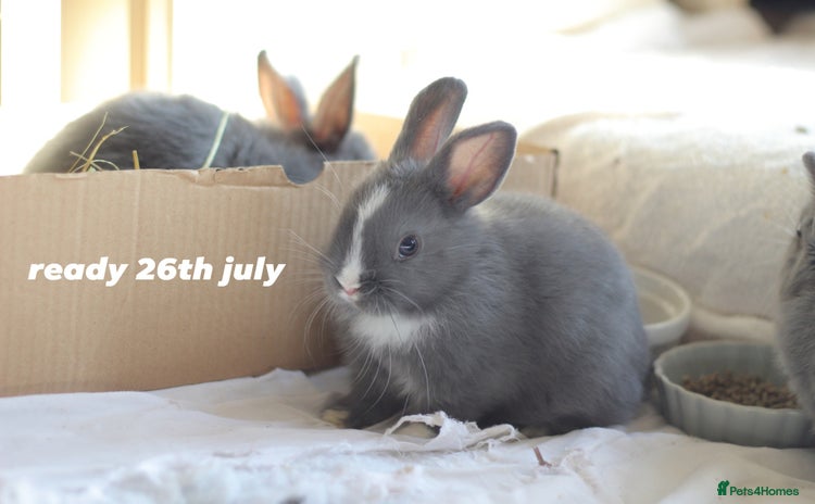 Netherland Dwarf rabbits - Advert 7