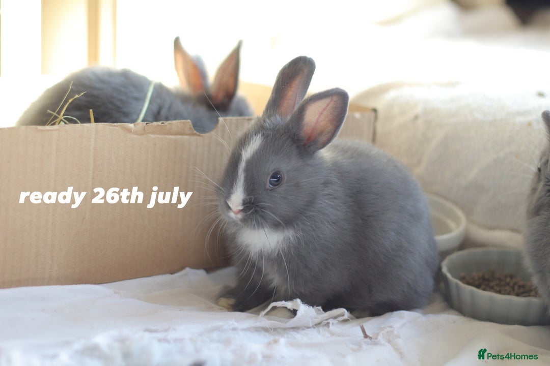 Netherland Dwarf rabbits for sale: pure bred netherland dwarf new litter - Image 1