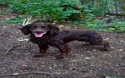 English Springer Spaniel dogs for stud: 4year old male springer for stud! - Image 3