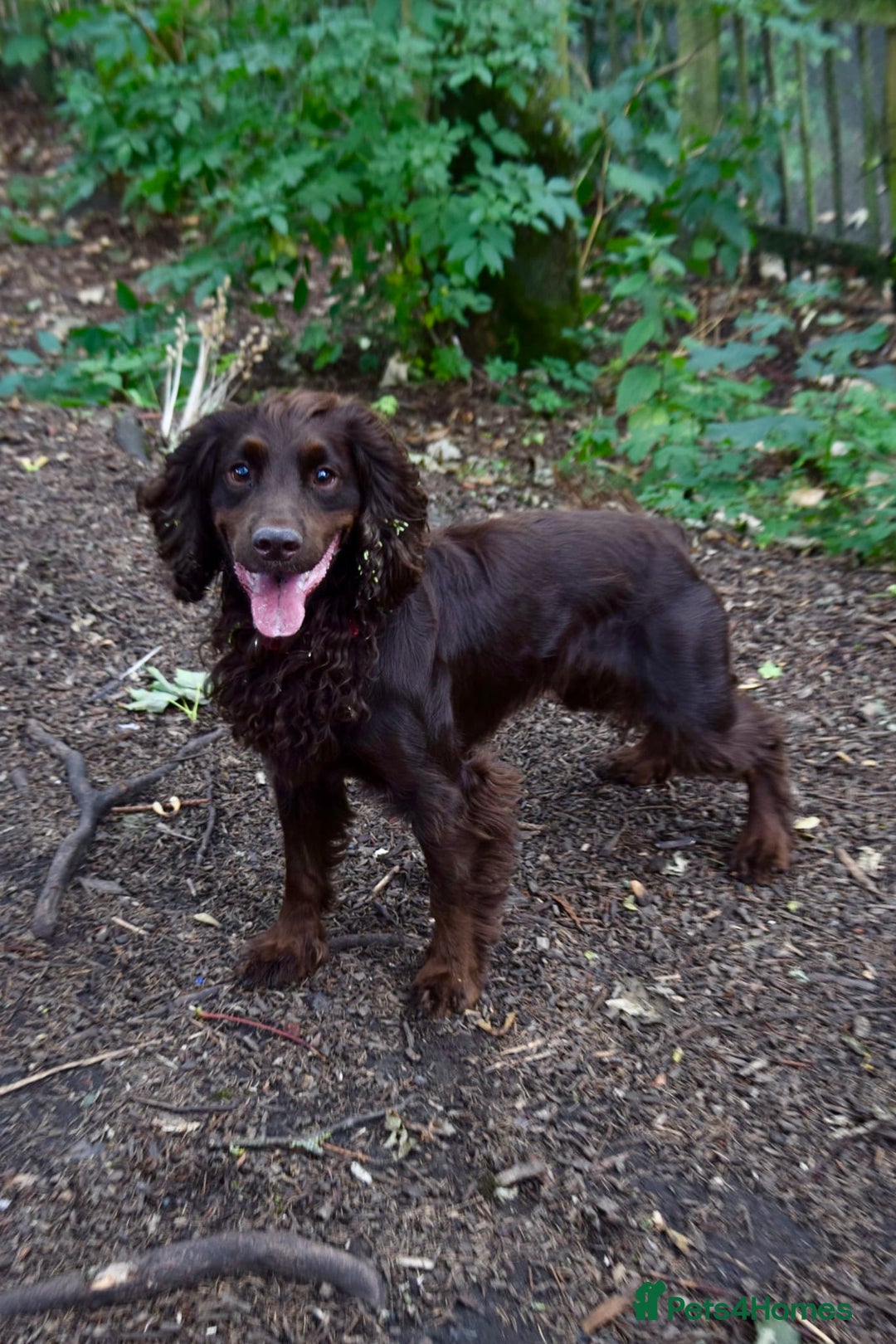 English Springer Spaniel dogs for stud: 4year old male springer for stud! - Image 3