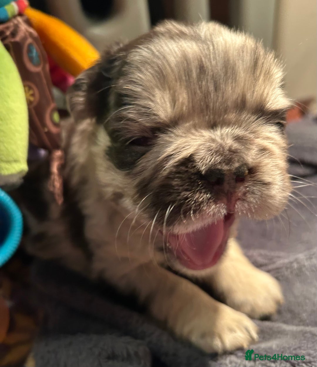 French Bulldog dogs for sale: 🐾🔥 Fluffy French bulldogs 🔥🐾 - Advert 6