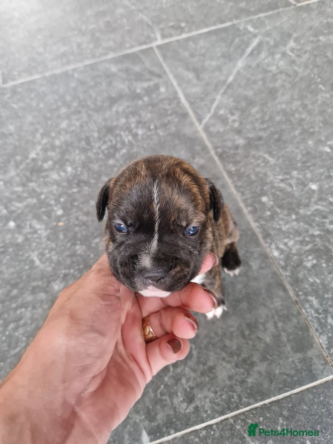 Staffordshire Bull Terrier dogs for sale: Staffordshire puppies  - Image 6