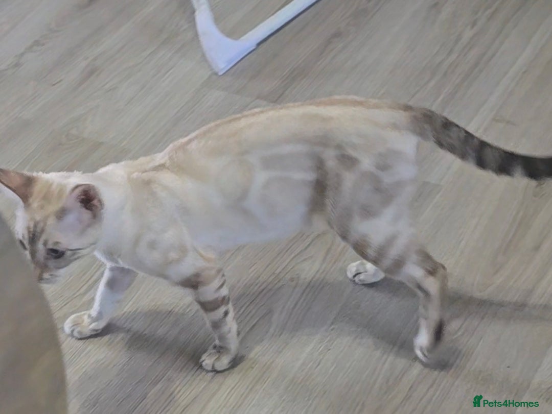 Bengal cats for sale: ✨ Planned Litter – Luxury Snow Bengals | Spring ✨ - Advert 7