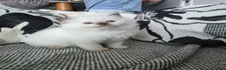 Ragdoll cats for sale: GCCF REGISTERED RAGDOLL KITTENS  - Advert 6