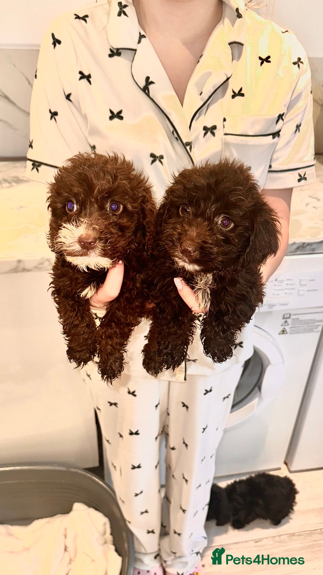 Cockapoo dogs for sale: Cockapoo puppies - Image 1