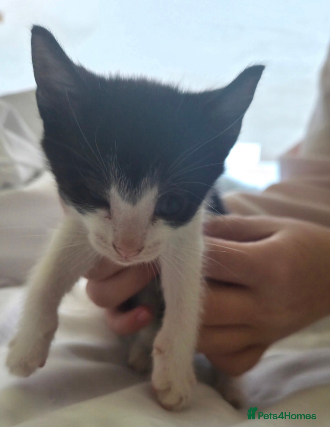 European cats for sale: 8 kittens looking for a new home for 2026! - Advert 9