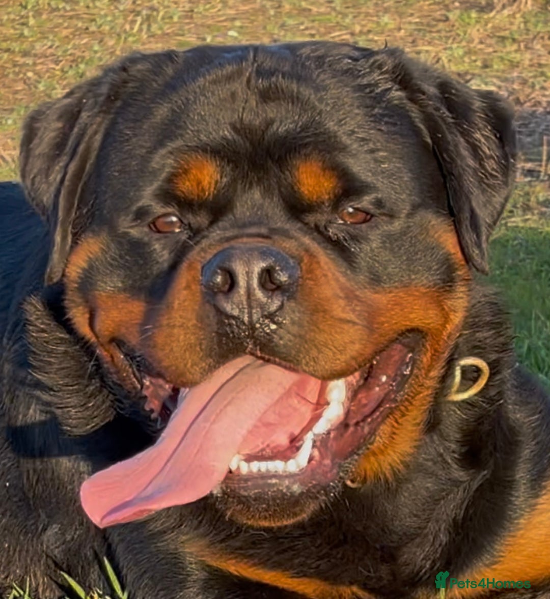 Rottweiler dogs for stud: BEAUTIFUL OLD TYPE BIG BONED ROTTIE! For stud in Mansfield - Advert 7
