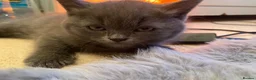 British Shorthair cats for sale: British Shorthair Blue Boys - Advert 7