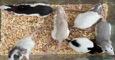 Rat rodents - Advert 13