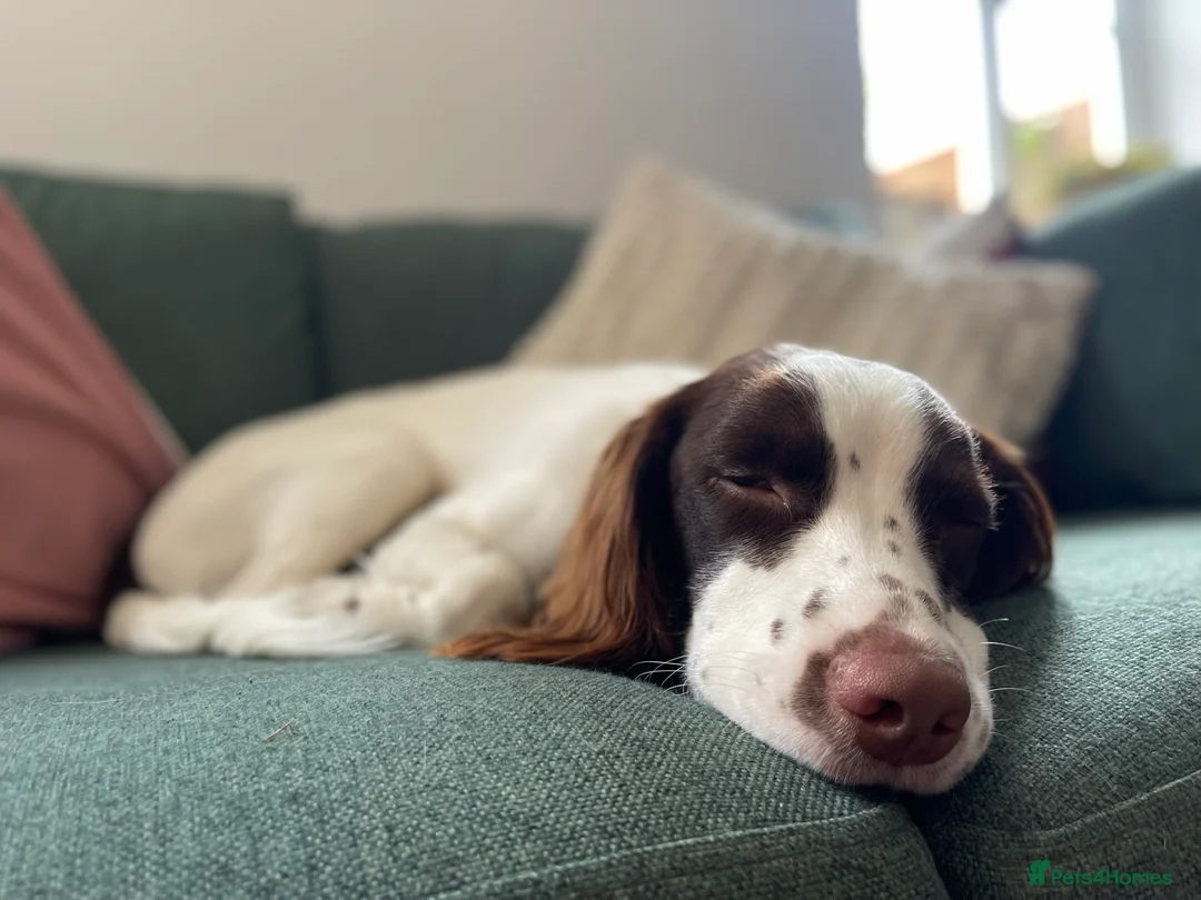 English Springer Spaniel dogs for sale: Arlo - 1 year old Springer Spaniel in Sudbury - Advert 2