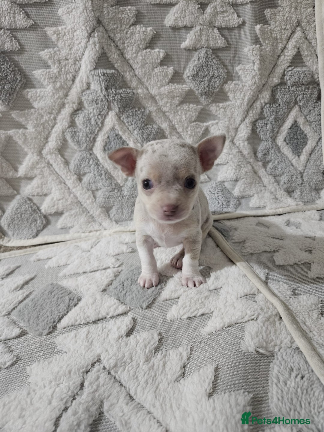 Chihuahua dogs for sale: Chihuahua puppies for sale - Advert 13