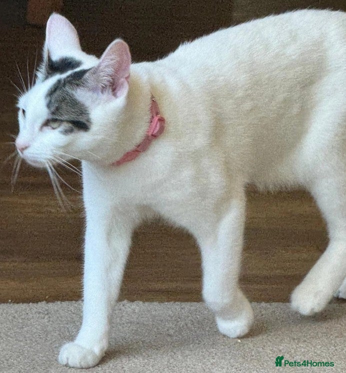 Mixed Breed cats Time is nearly up for bonded pair rescue cats2yrs  - Advert 6