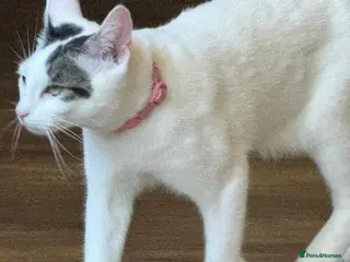 Mixed Breed cats Time is nearly up for bonded pair rescue cats2yrs - Advert 6